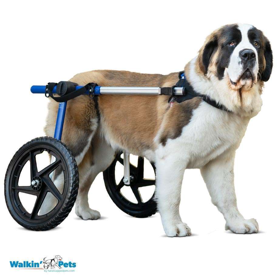 Walkin Wheels® LARGE Rear Dog Wheelchair (31 to 82 kg)