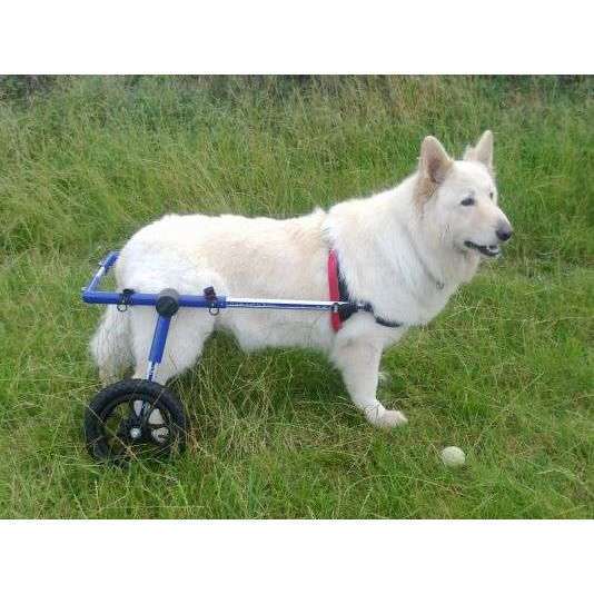Walkin Wheels® LARGE Rear Dog Wheelchair (31 to 82 kg)