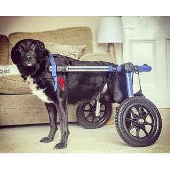 Walkin Wheels® MEDIUM Rear Dog Wheelchair (11 to 30kg)