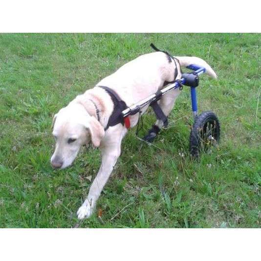 Walkin Wheels® MEDIUM Rear Dog Wheelchair (11 to 30kg)