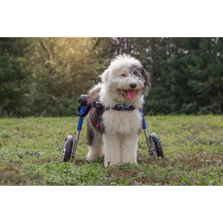 Walkin Wheels® MEDIUM Rear Dog Wheelchair (11 to 30kg)