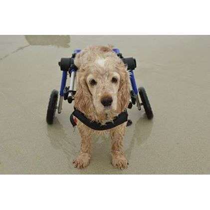 Walkin Wheels® MEDIUM Rear Dog Wheelchair (11 to 30kg)