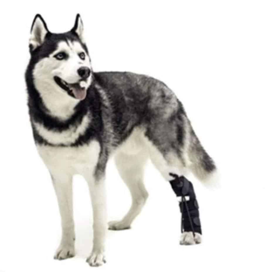 Walkin Wheels® - Rear No-Knuckling Training Sock