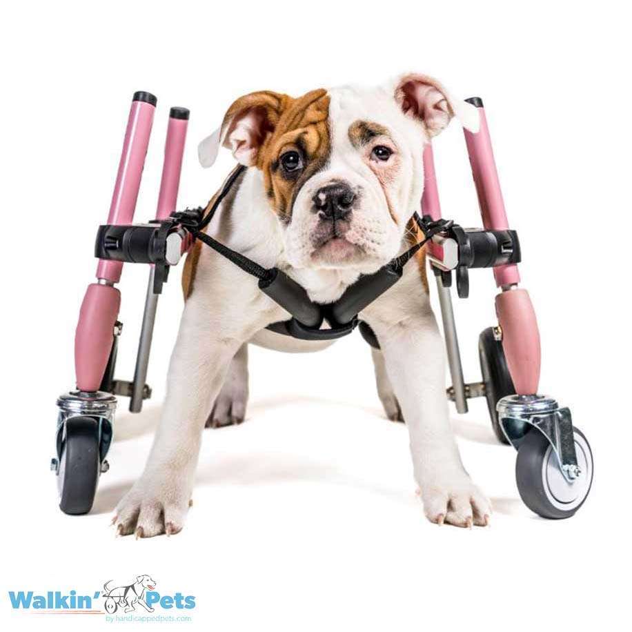 Walkin Wheels® SMALL Front Wheels Attachment