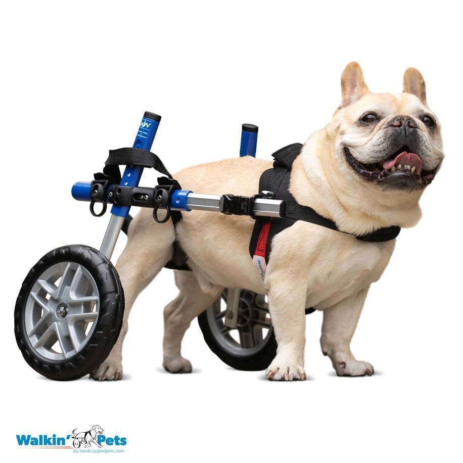 Walkin Wheels® SMALL Rear Dog Wheelchair (3.5 - 11kg)