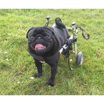 Walkin Wheels® SMALL Rear Dog Wheelchair (3.5 - 11kg)