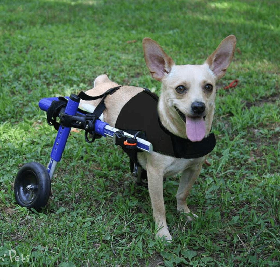 Walkin’ Wheels - Amputee Dog Leg Ring Cover