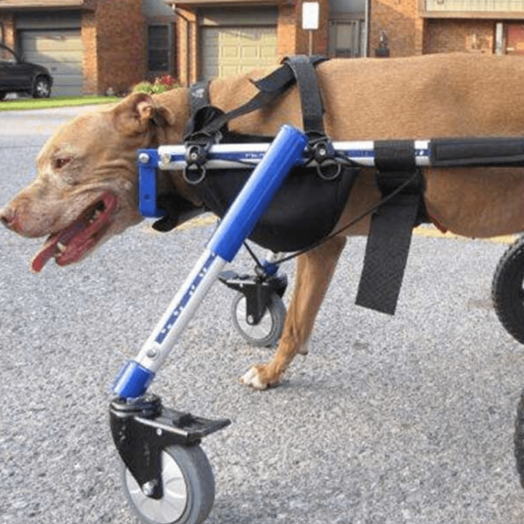 Walkin’ Wheels - Amputee Dog Leg Ring Cover
