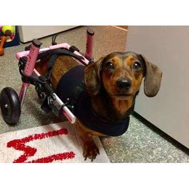 Walkin’ Wheels DACHSHUND Wheelchair