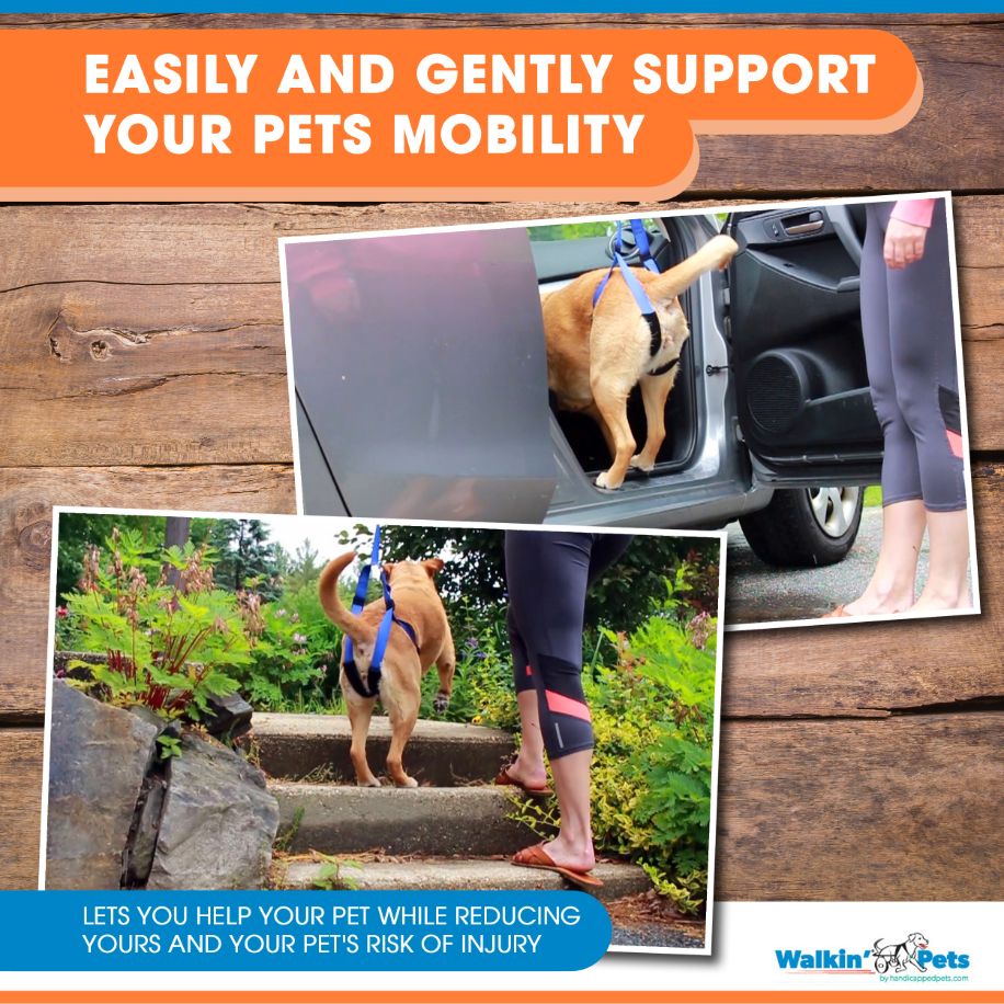 Walkin’ Wheels - Up-n-Go Leash