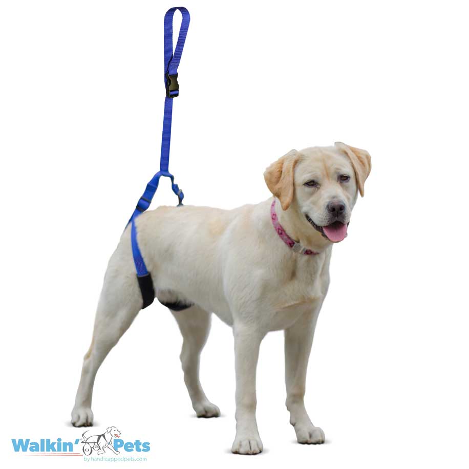 Walkin’ Wheels - Up-n-Go Leash
