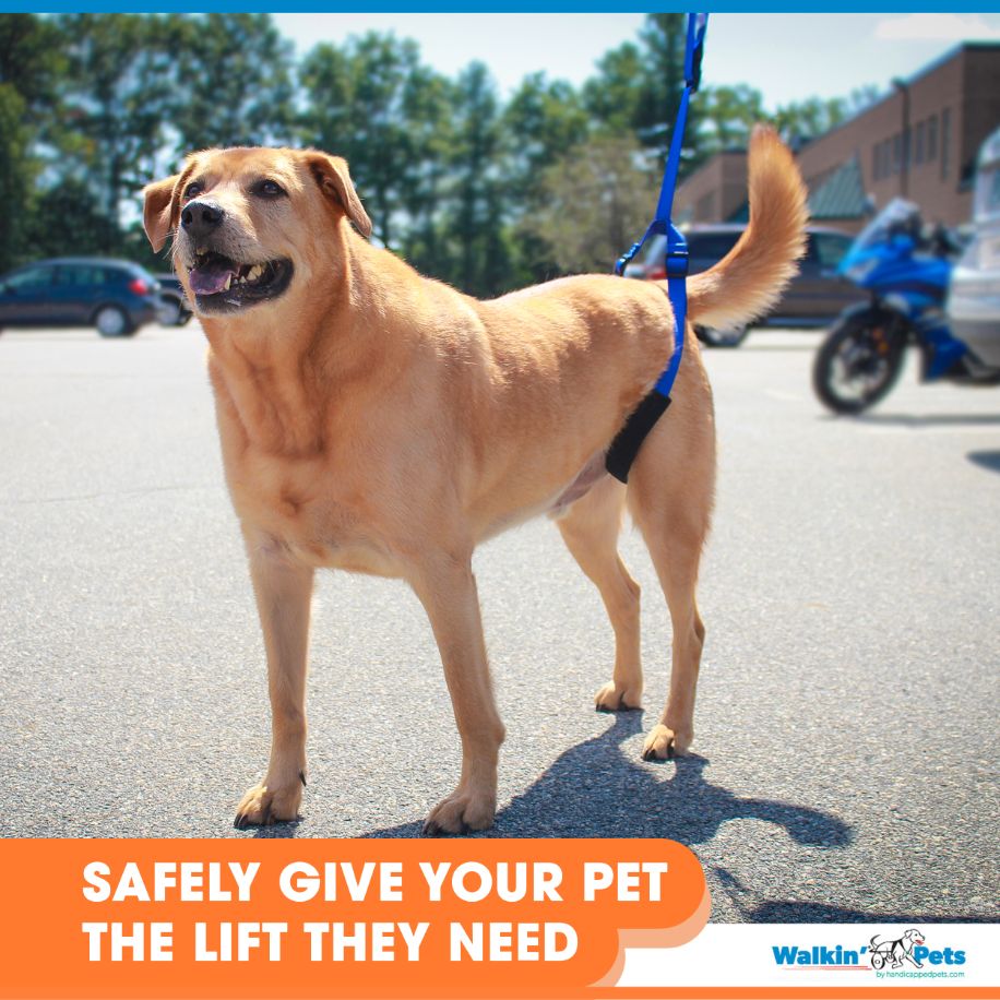 Walkin’ Wheels - Up-n-Go Leash