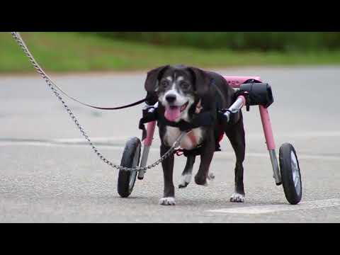 Walkin Wheels® MEDIUM Rear Dog Wheelchair (11 to 30kg)